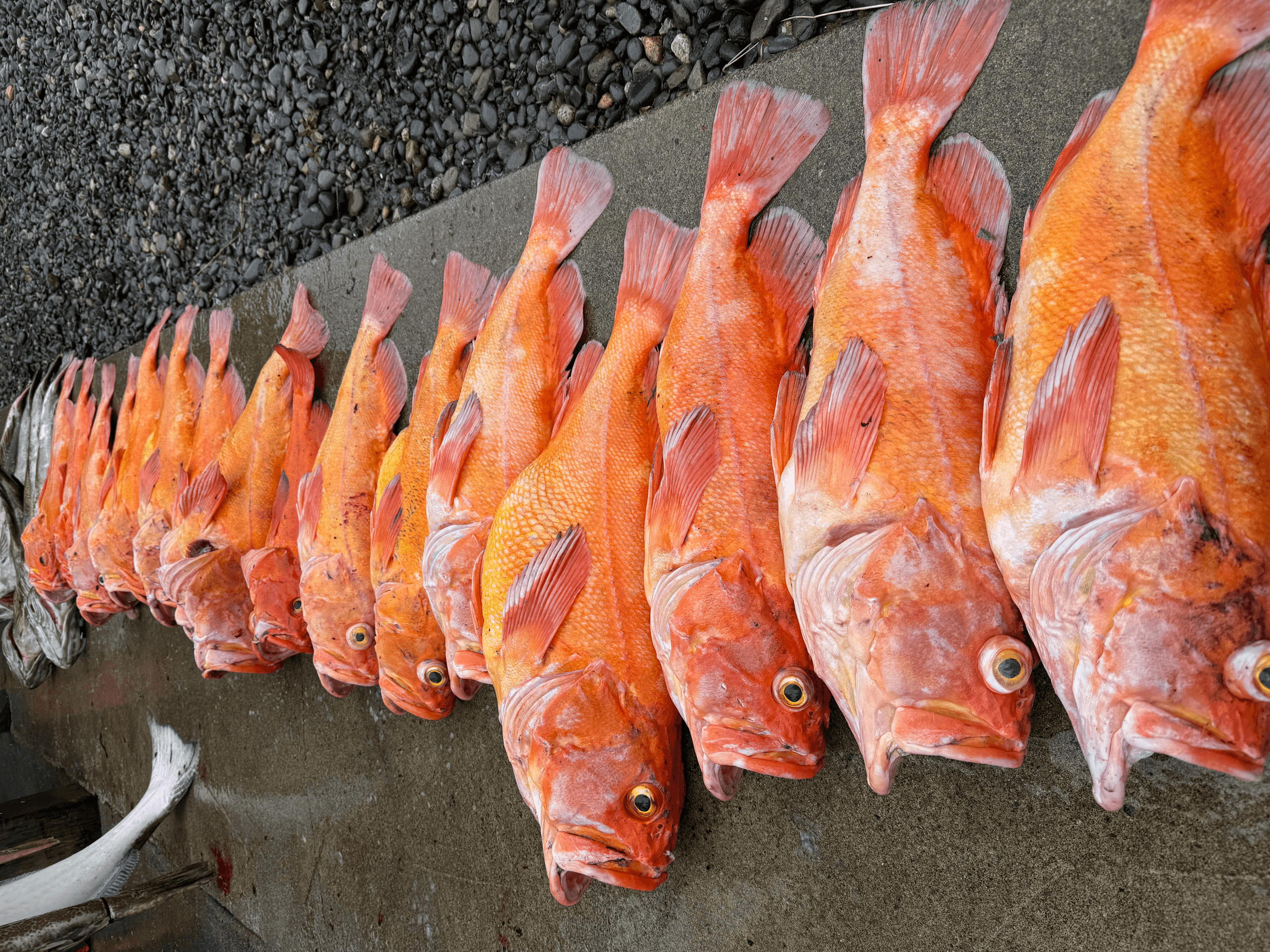 Homer Long-Range Lingcod and Rockfish Charter — Tuesday/Wednesday Special photo 2
