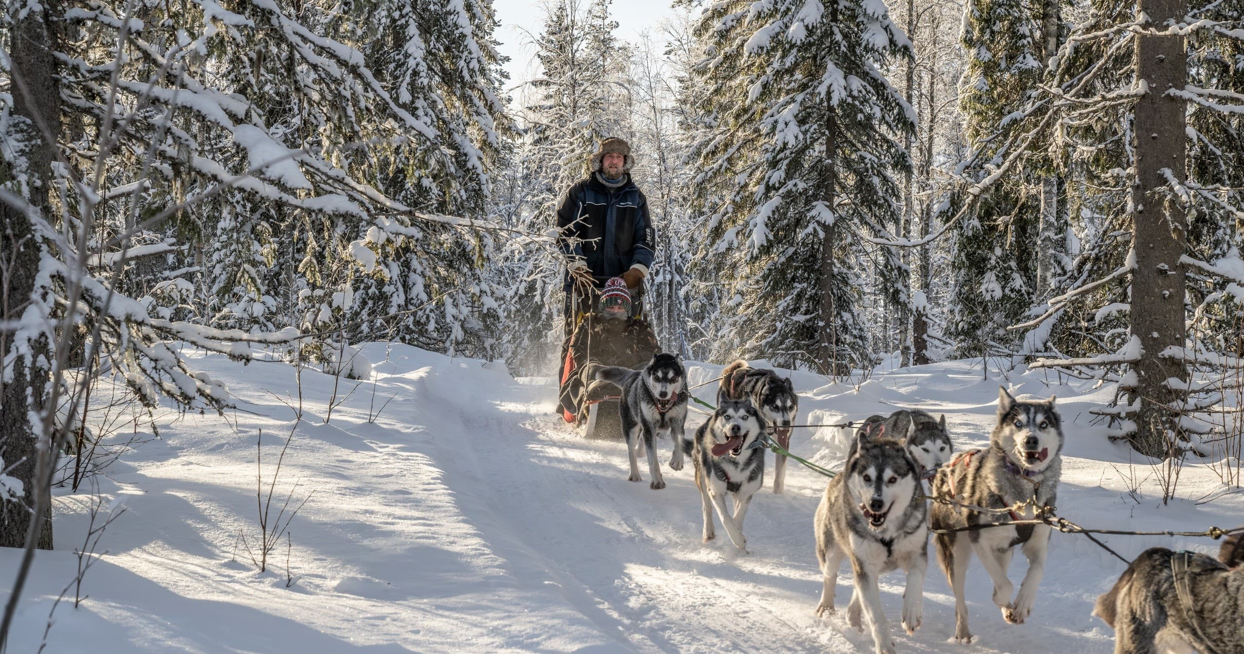Drive a Husky Team on a Fell-Top Safari in Hyrynsalmi, Finland