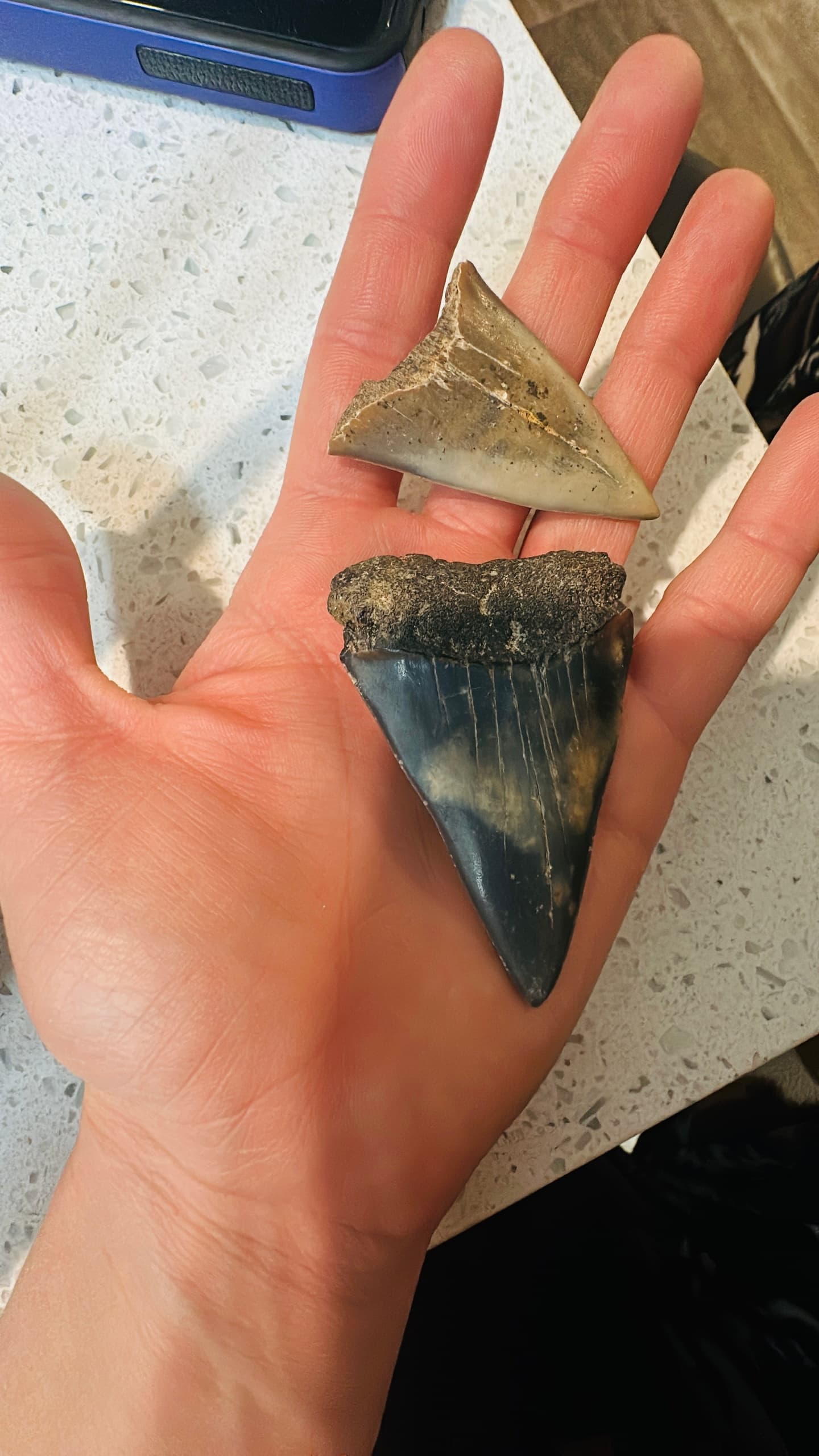 Sharktooth Hunt Excursion: Tybee Island Fossil Beach Trip from Savannah