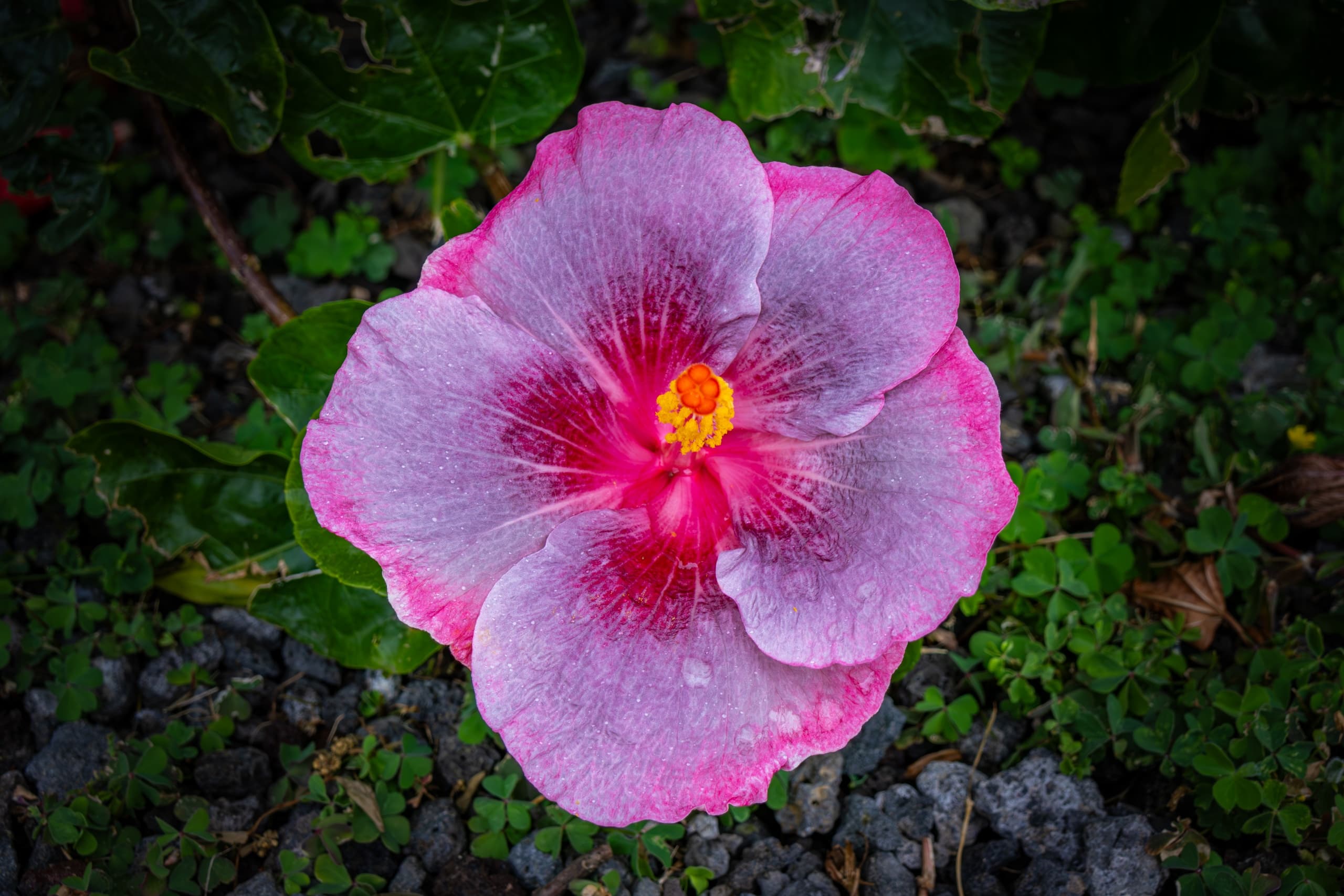 Big Island Plant Photography Prints from Kailua-Kona