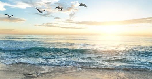 Seagulls over sunrise ocean beach, calm coastal scenery