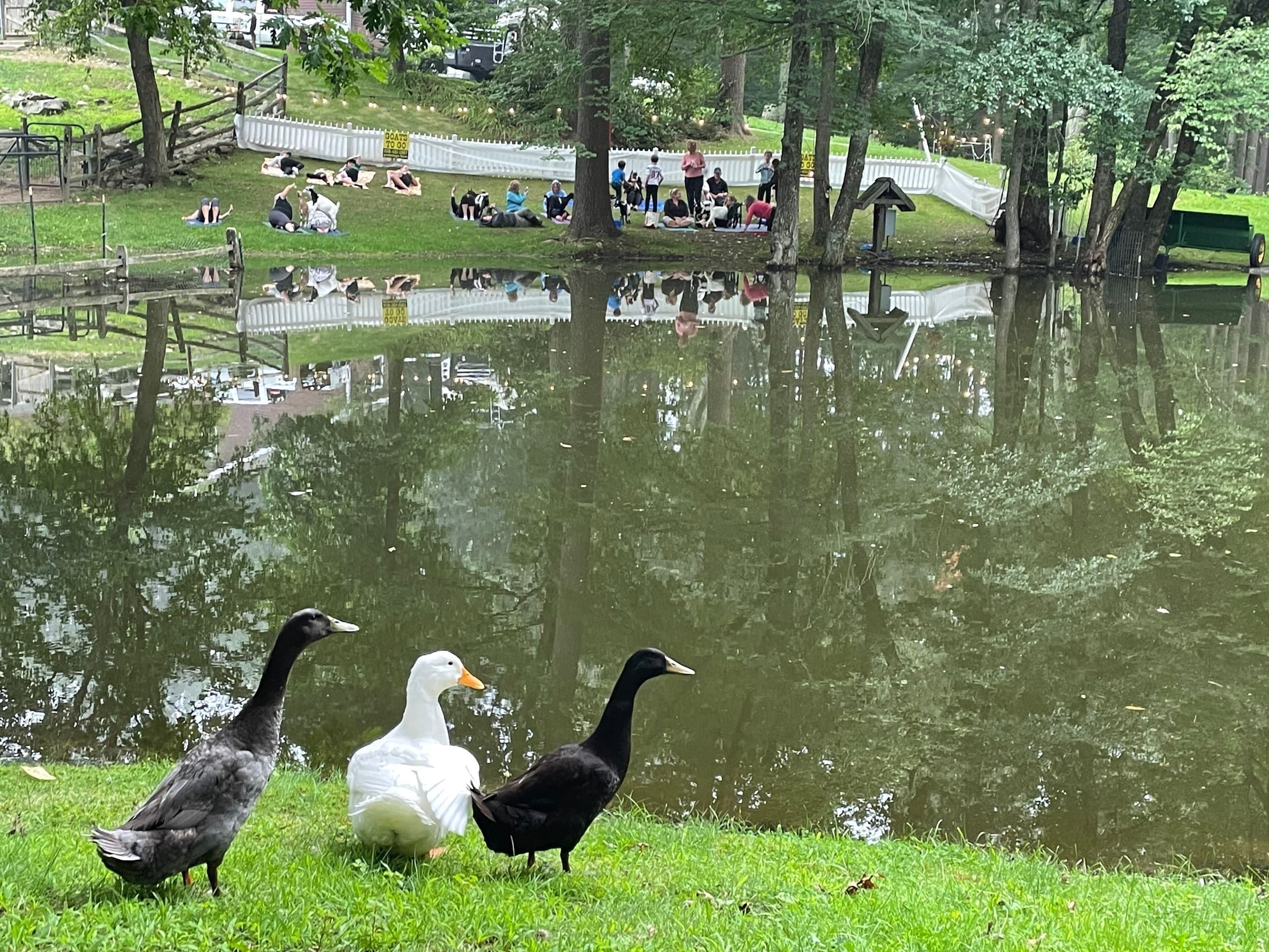 Farm Therapy Experiences: Animal-Assisted Sessions in Georgetown, MA photo 3