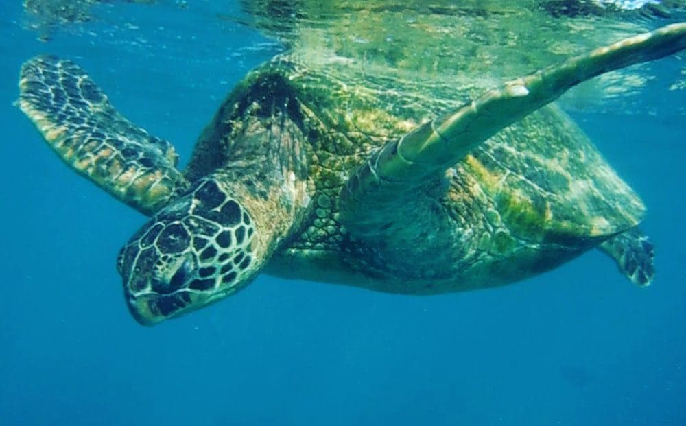 Green sea turtle swimming in clear Hawaiian reef waters