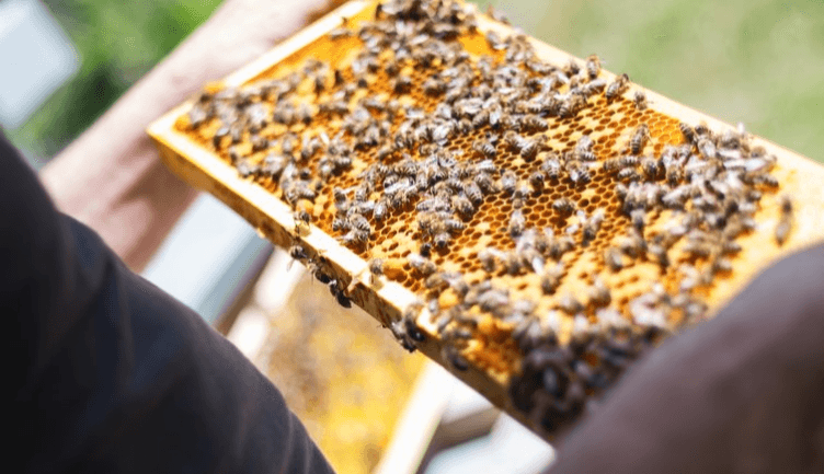 Family Nature Walk & Apiary Tour at Alpe di Lusia