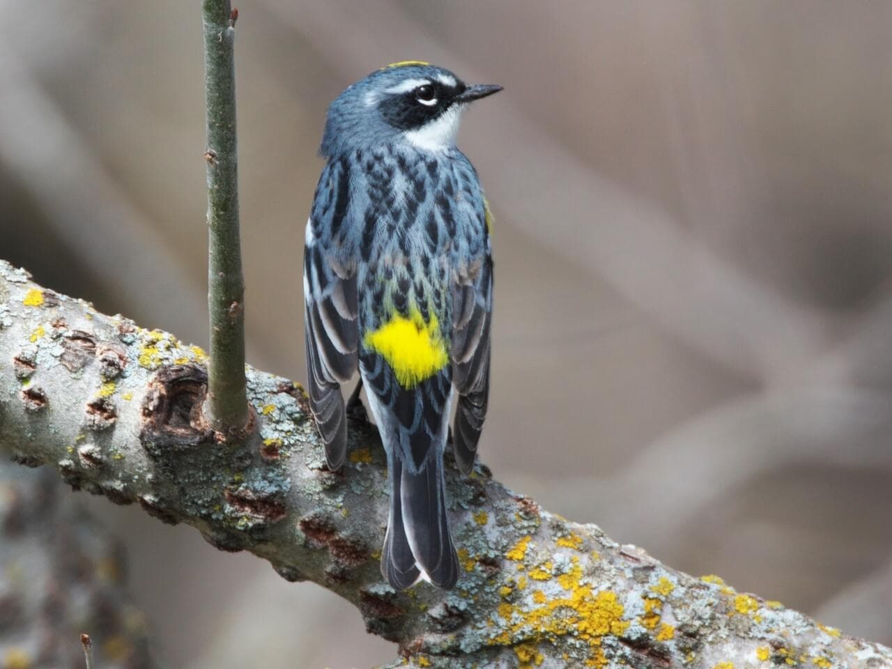 Beginners Bird Walk with Environmental Learning Center in Vero Beach
