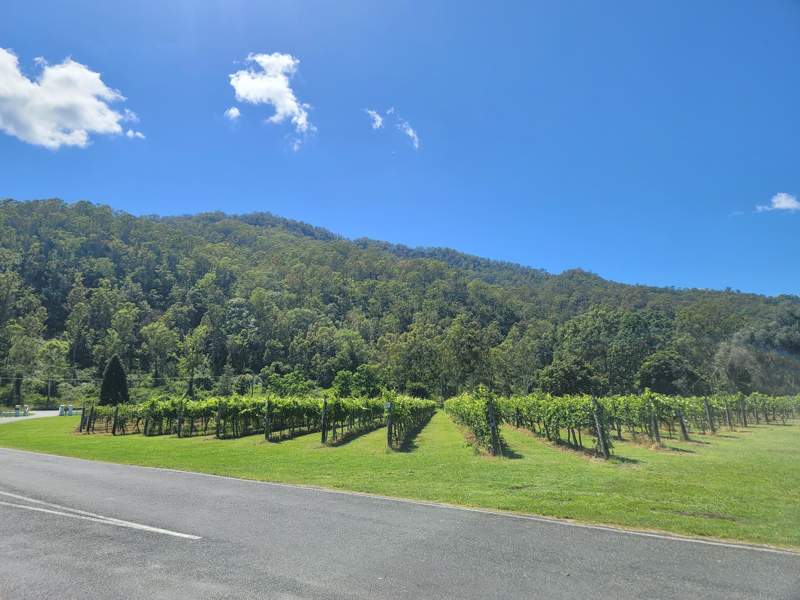 O’Reilly National Park & Tamborine Mountain: Canopy Walks, Alpacas and Wineries from Brisbane photo 2