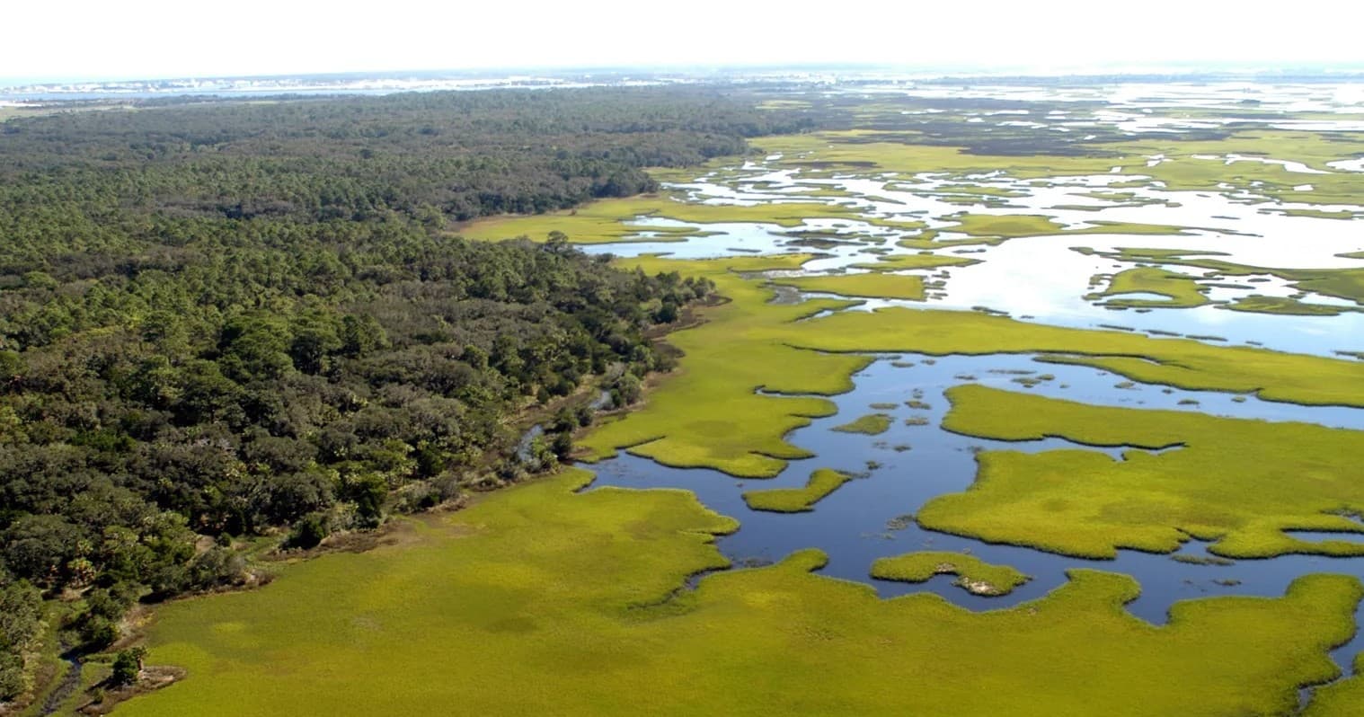Aerial tidal marsh with winding waterways and green marshland