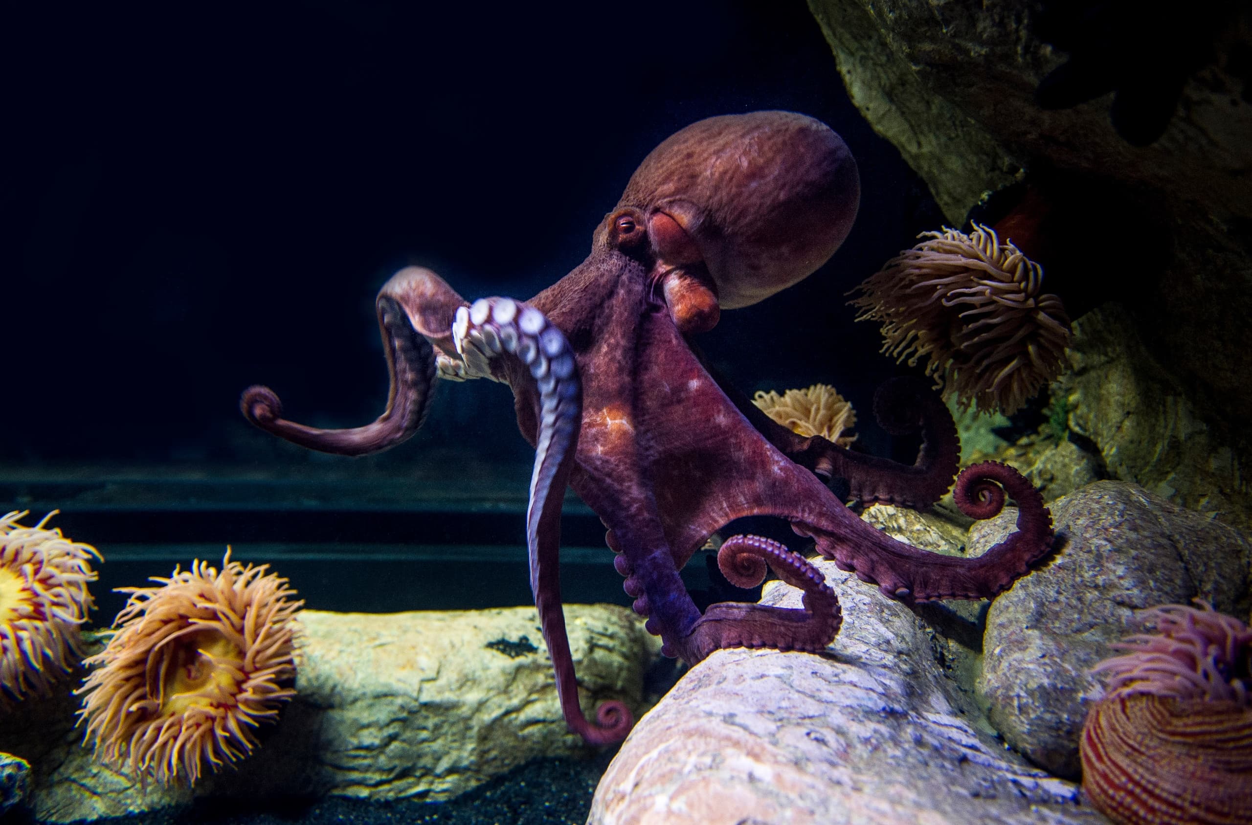 City Tour & Oceanarium Adventure with Cityrama in Lisbon