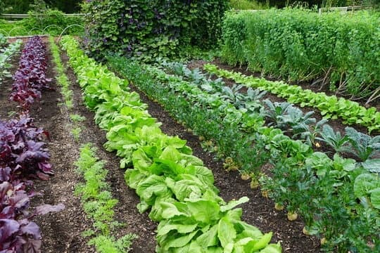 Garden Walk & Talk at Farmington Historic Plantation in Louisville