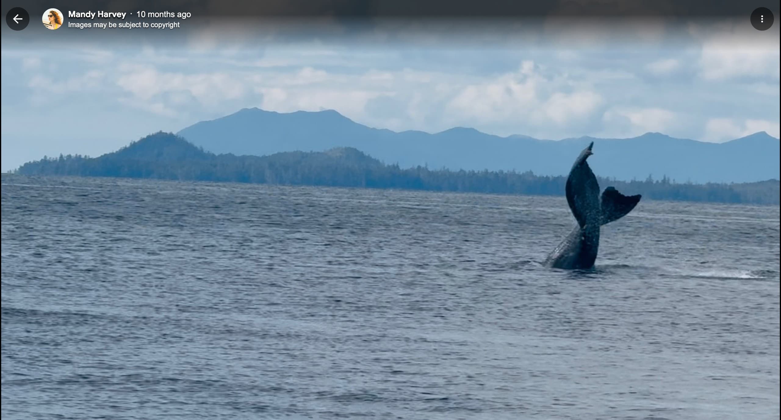 Klawock Whale and Wildlife Tour: Small-Boat Humpback, Otter & Eagle Viewing