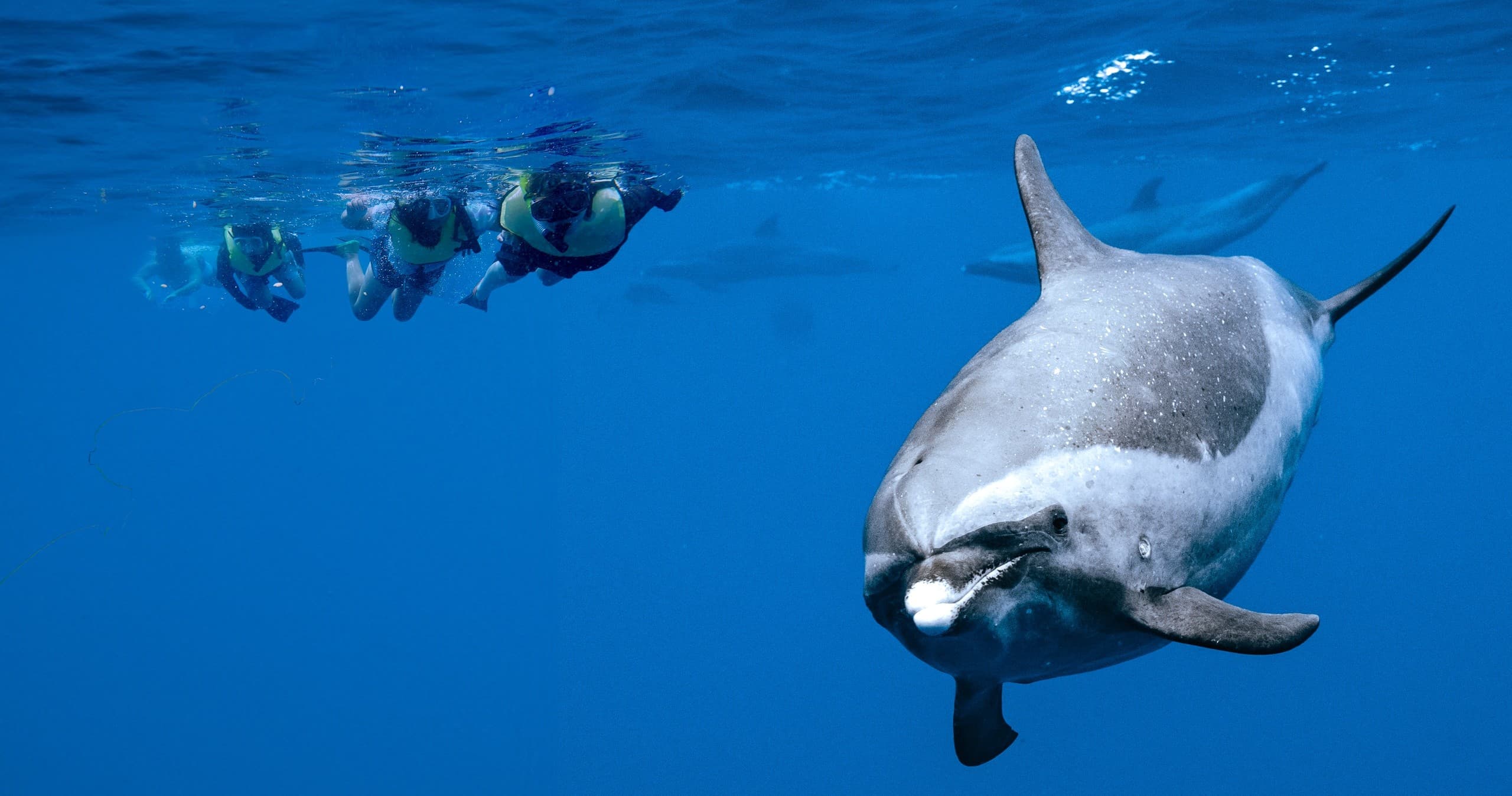Catamaran Swim with Dolphins in Honolulu, Hawaii