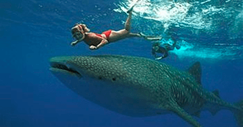 Whale Shark Snorkeling with Mexico Whale Shark on Holbox Island