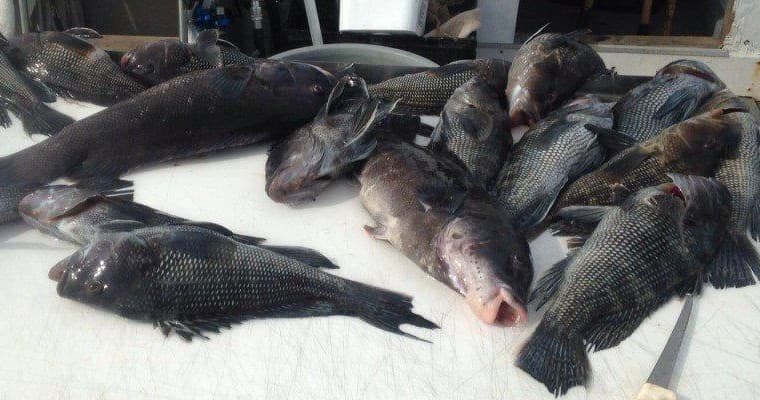 Assorted blackfish and cod laid out on boat cutting table