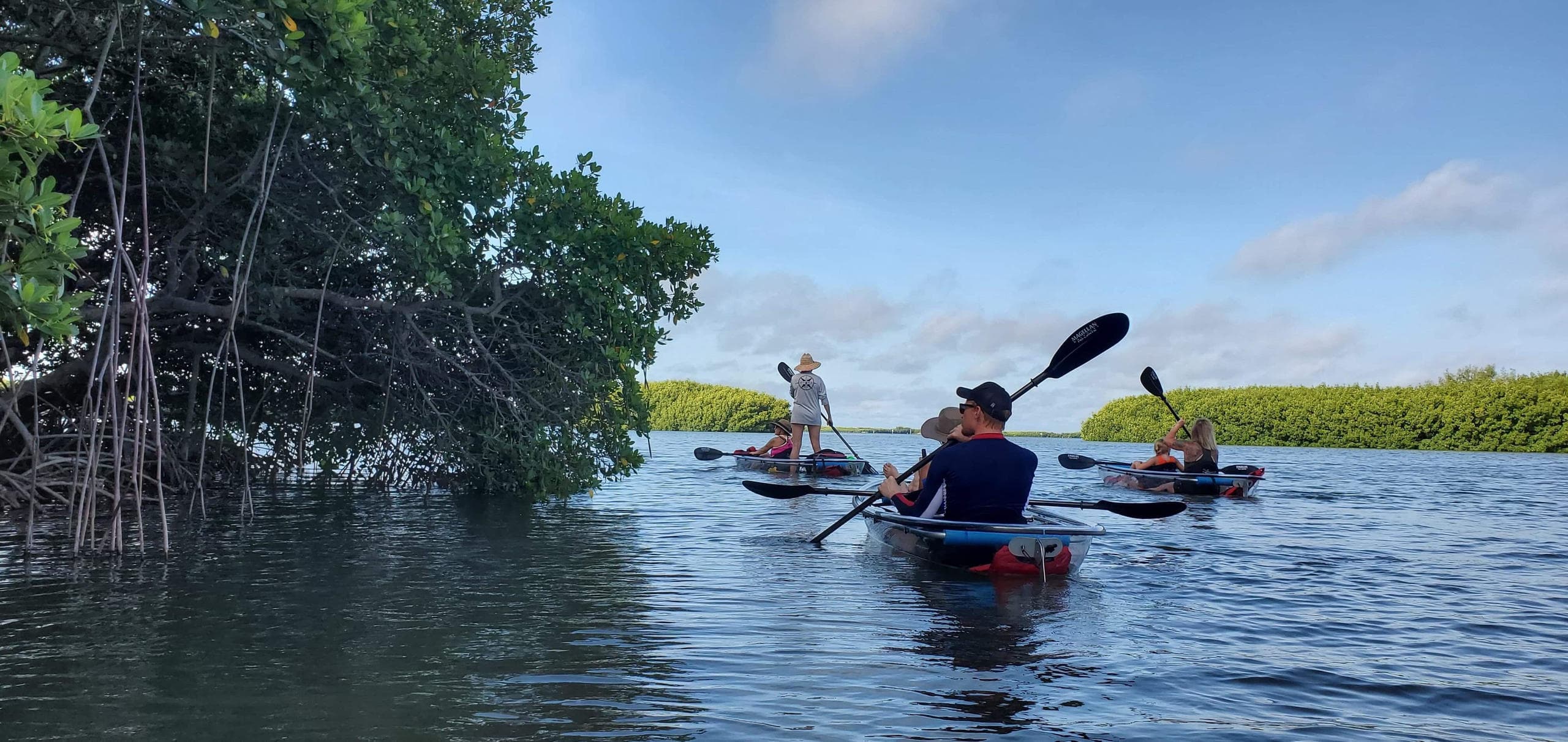 Guided kayakers navigating mangrove waterways under blue sky