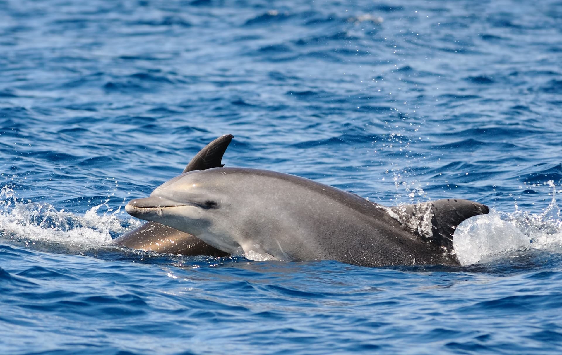 Dolphins bowriding in open ocean during marine wildlife trip