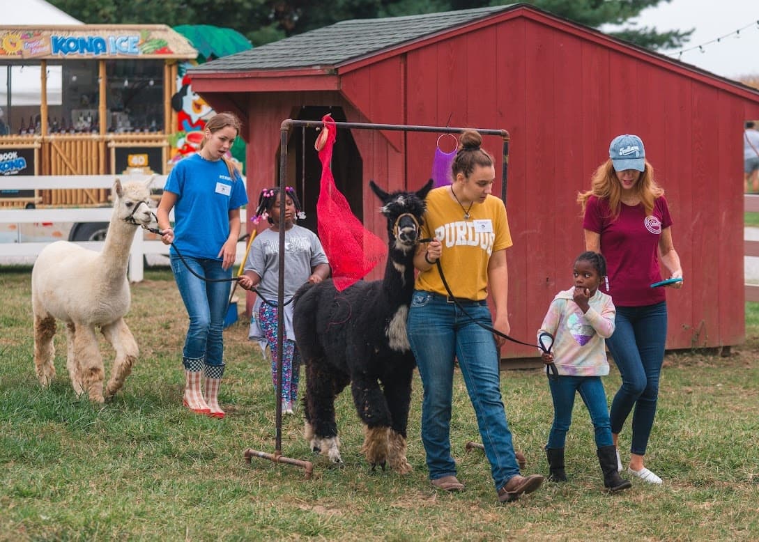 Flora, Indiana Fall Alpaca Open Farm Day: Meet Crias, Spin Fiber & Ride the 50-Foot Hill Slide