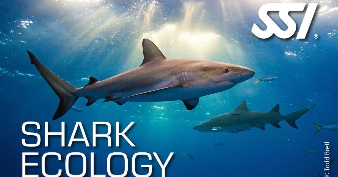 Shark Ecology Course at Tauchwerkstatt in Baalberge Bernburg OT