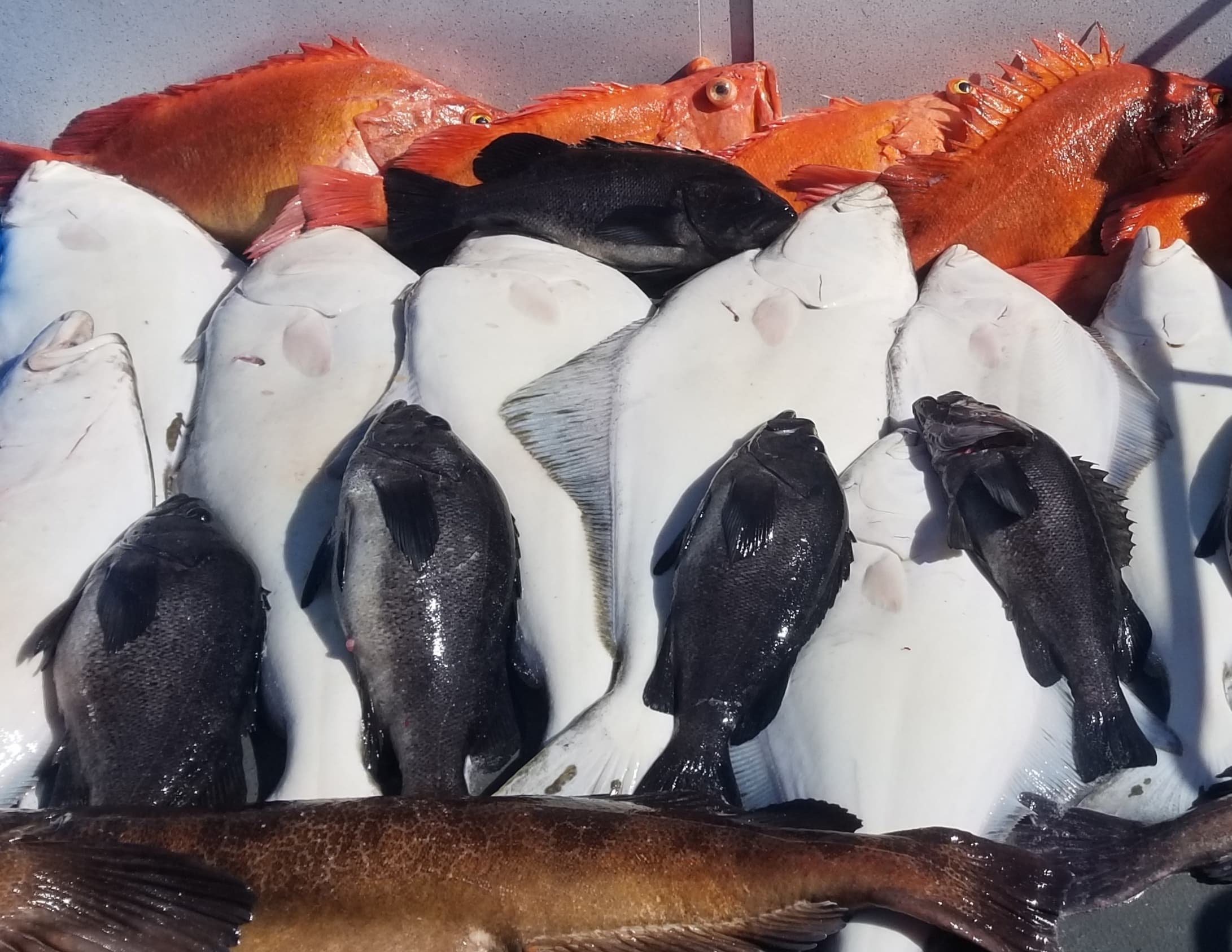 Fishing Adventure with Big Dan's Charters in Homer