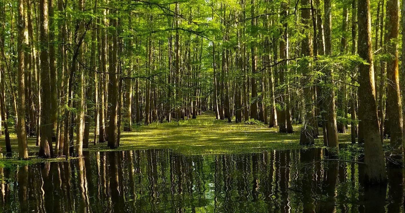 The Last Wilderness Swamp Tours team