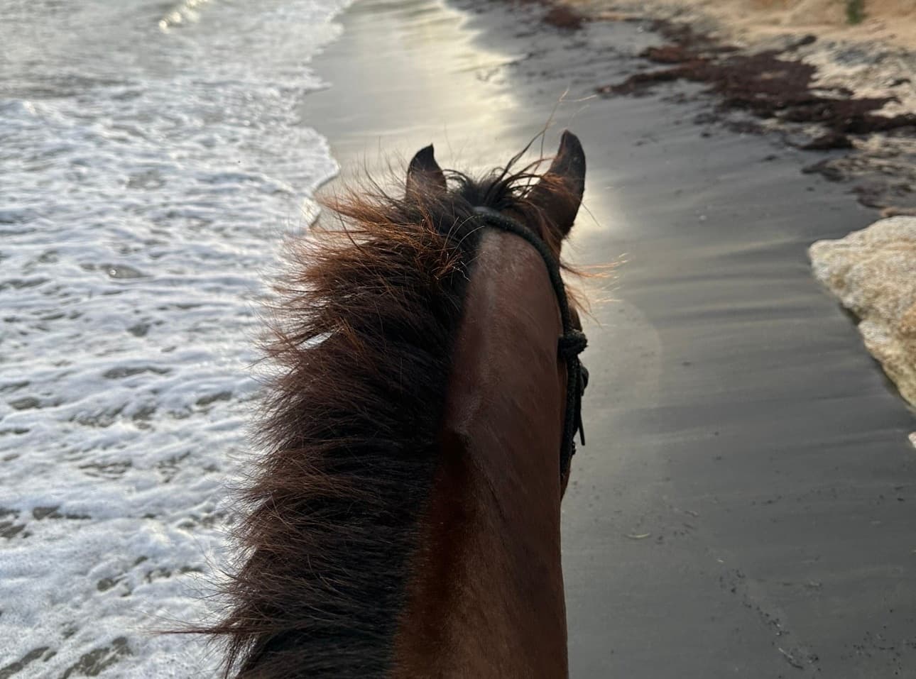 Paso Fino Beach Ride in Vieques: Amazonas Private Tour