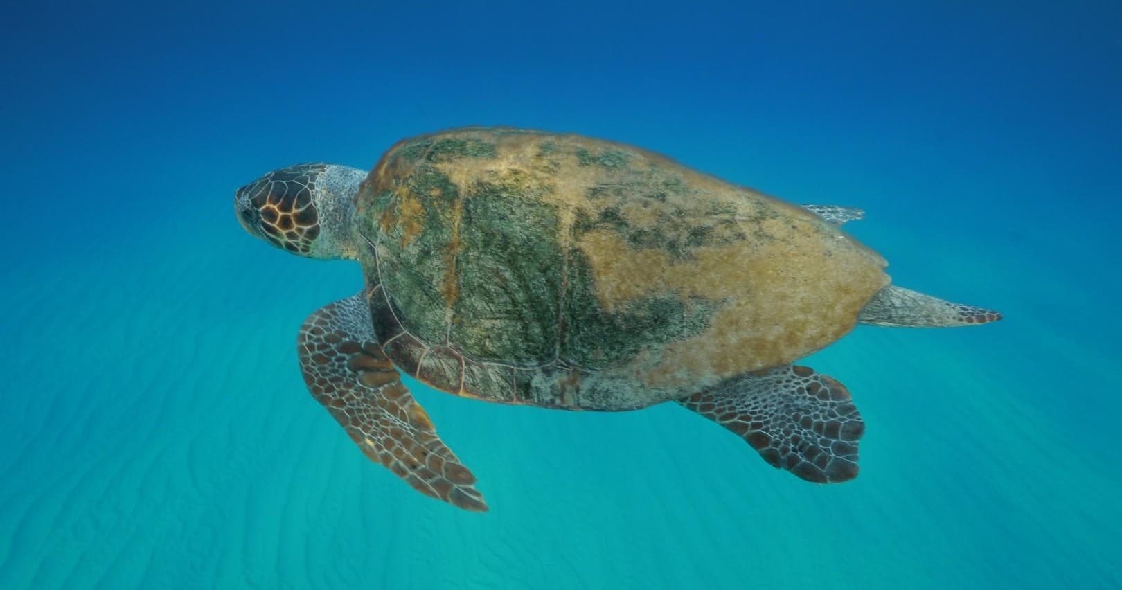 Become a Certified Divemaster in Chania: Your Ultimate Underwater Adventure