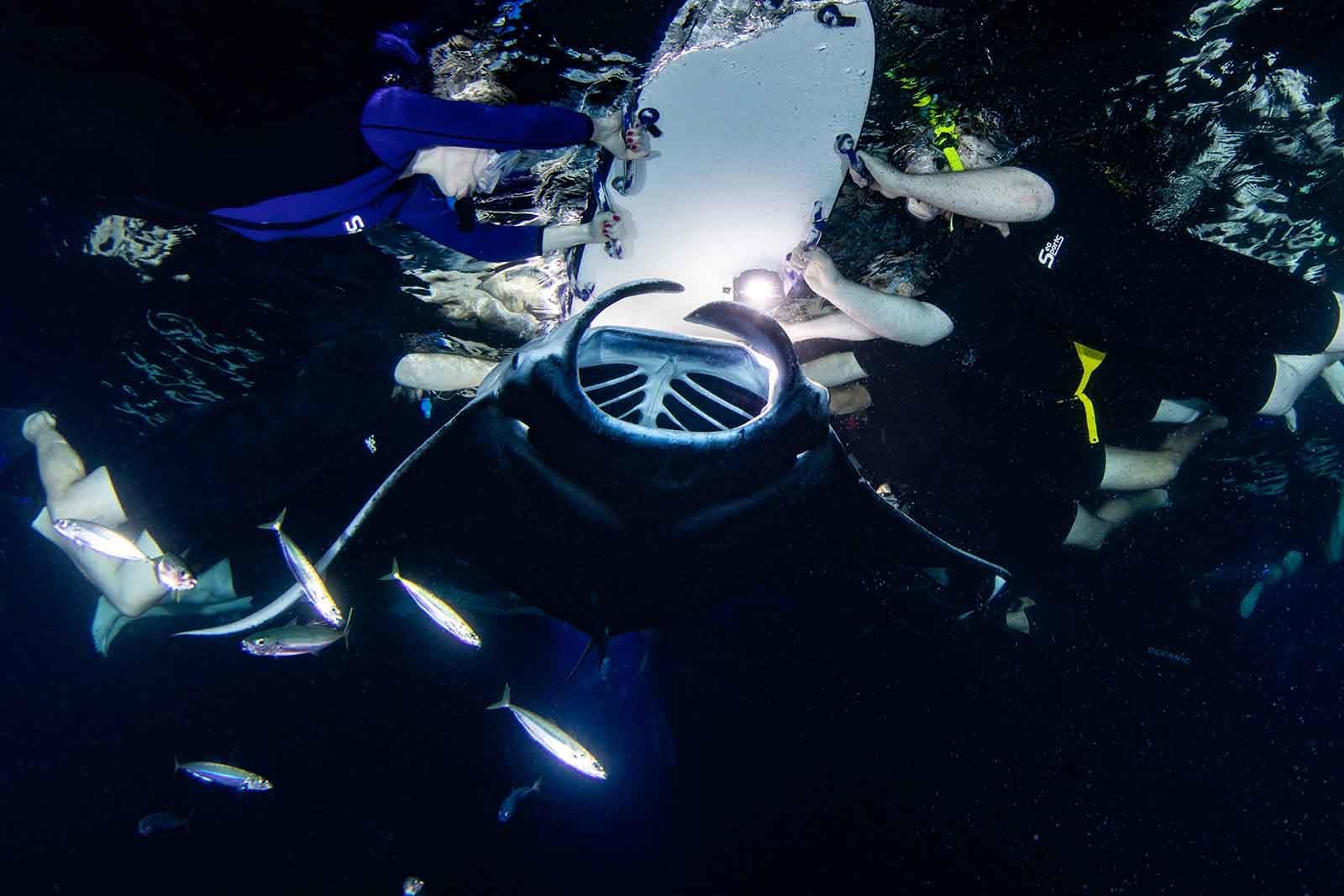 Night Manta Ray Snorkeling in Kailua-Kona, Hawaii