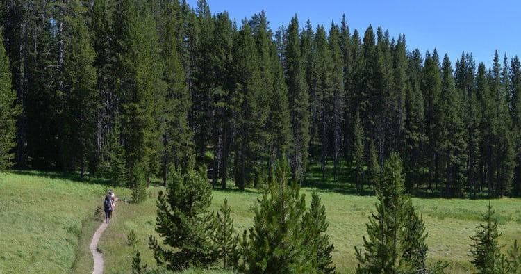 Scenic pine forest trail with hiker walking through meadow