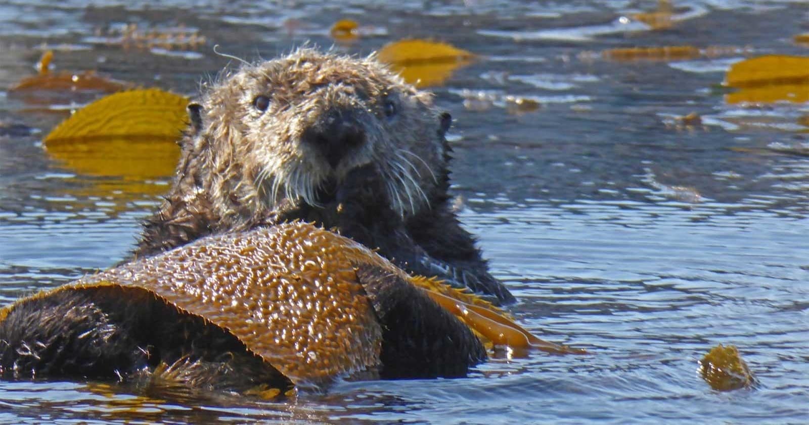 Sea otter floating among kelp in coastal marine habitat