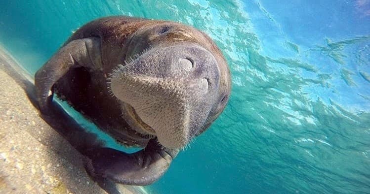 Famous Breakers Snorkel Trip | Snorkel in Riviera beach, Florida
