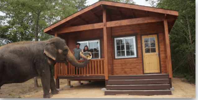 Cabin Getaway with Elephants in Hugo, OK | Oklahoma Awesome Adventures