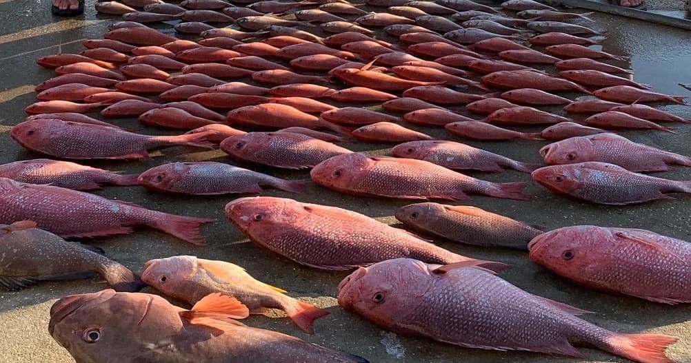 Large haul of red snapper lined on dock after ocean fishing trip