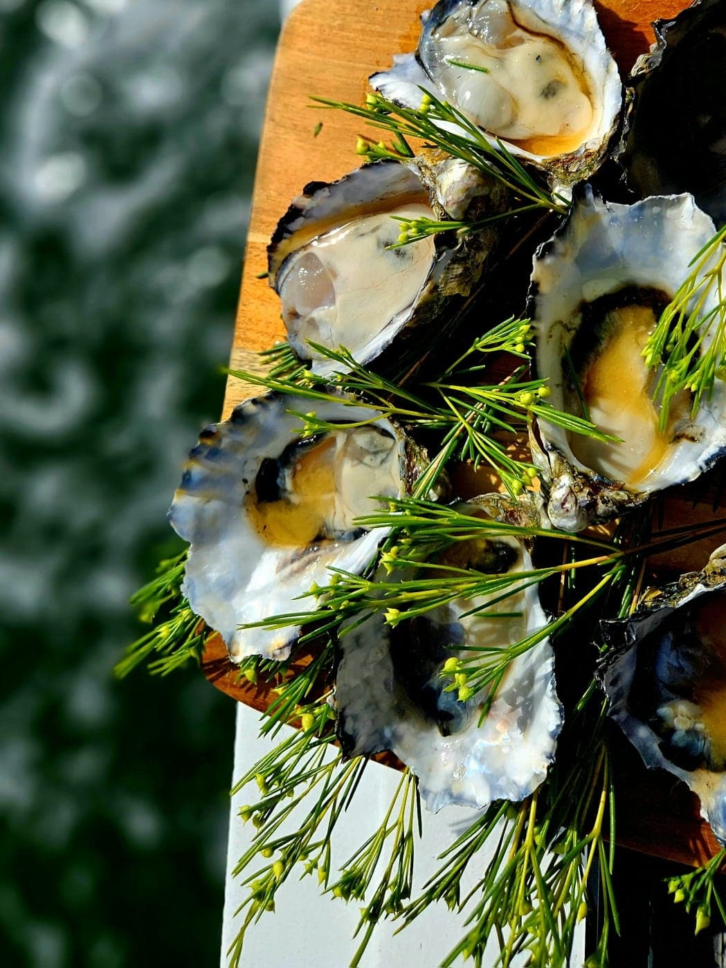 Wild Food & Scenic Cruise at Wollumbin | Tweed Escapes