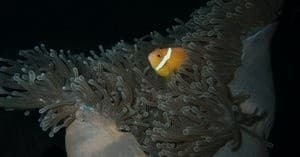Night Diving with UnderWatters Co - Marine Adventure in [Location]