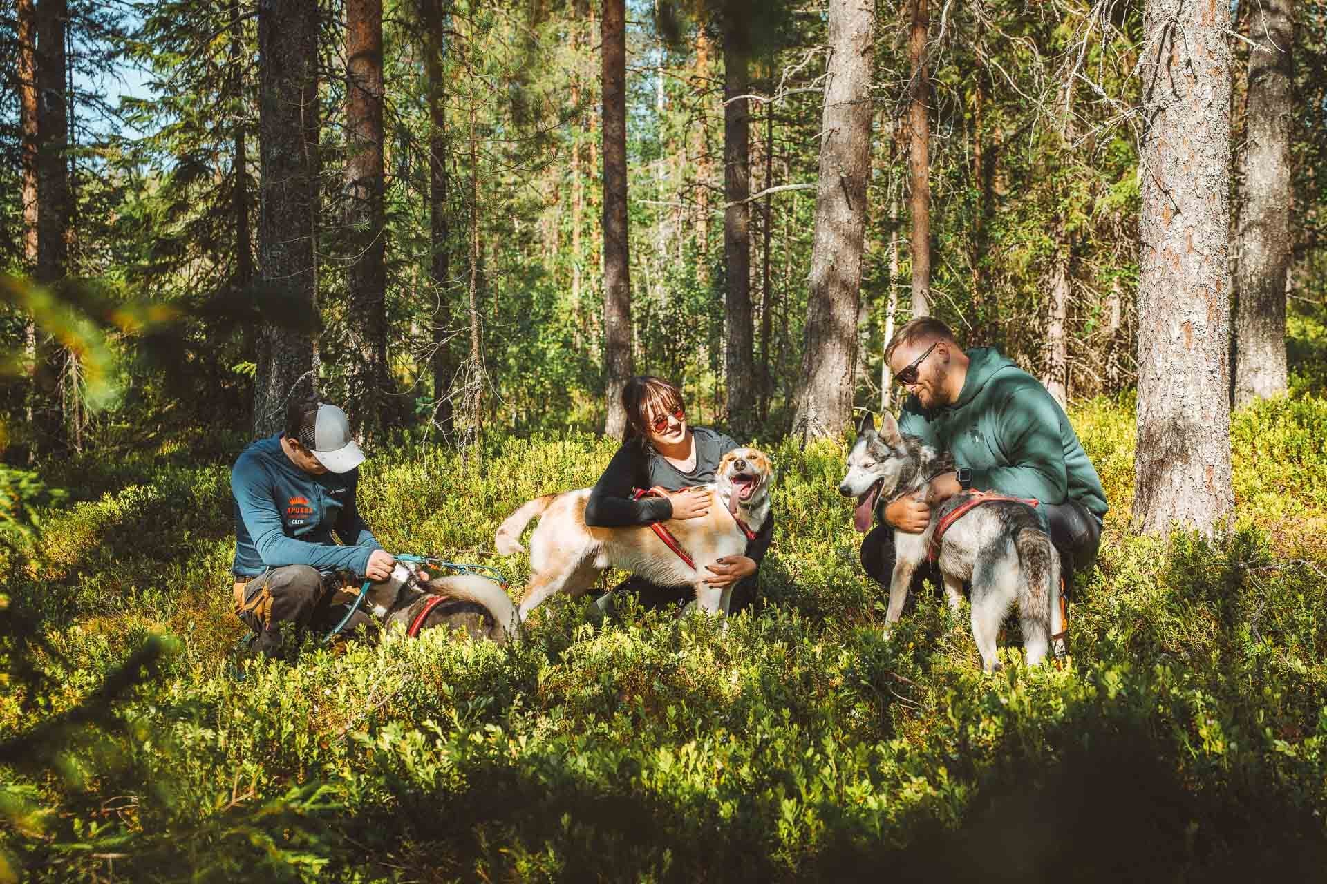 Winter Wildlife & Dog Sledding at Apukka Resort