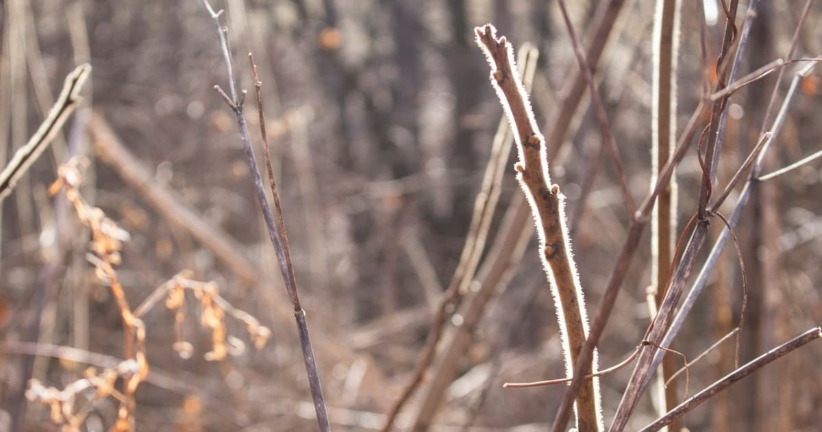 Winter Tree ID Walk in Frick Park with Ecologist Henry Schumacher