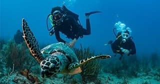 Water Activities & Starfish Scuba: Amazing Reef Dive Experience