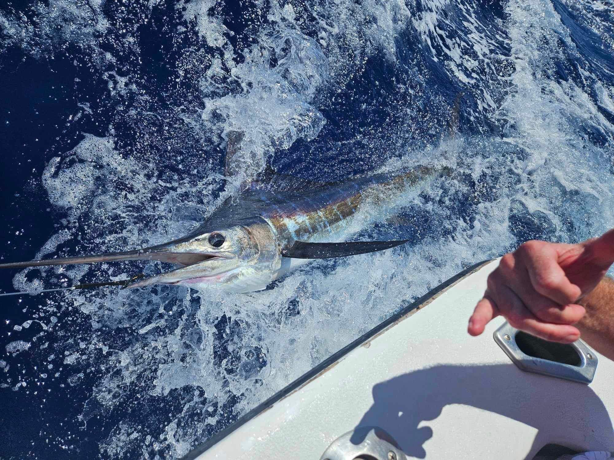 Striped marlin breaching beside boat during offshore fishing trip