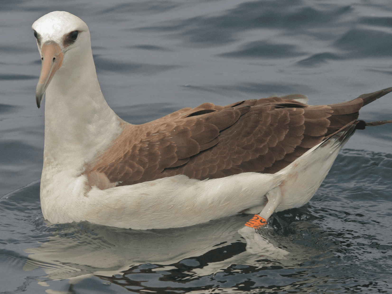 Twelve Hour Pelagic Seabird Tour in Monterey Bay