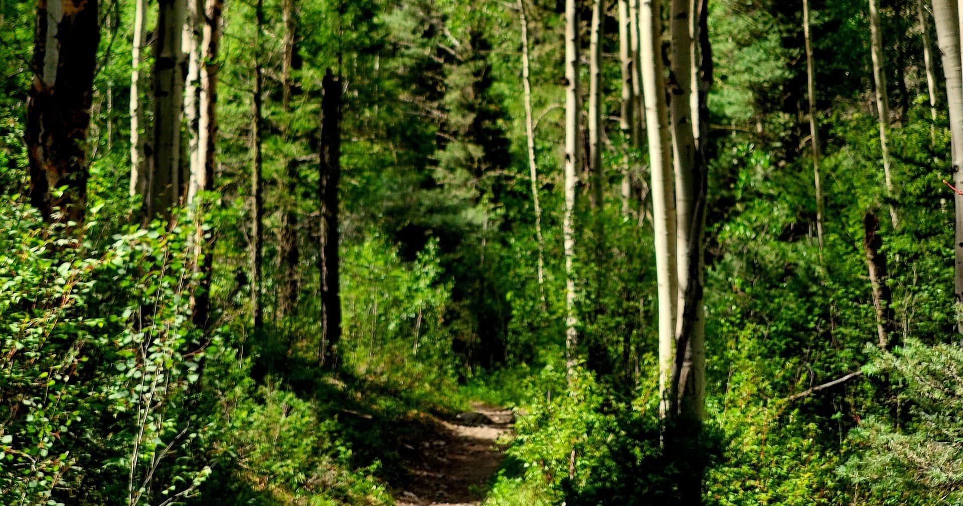 Taos Alpine Hiking Adventure in New Mexico