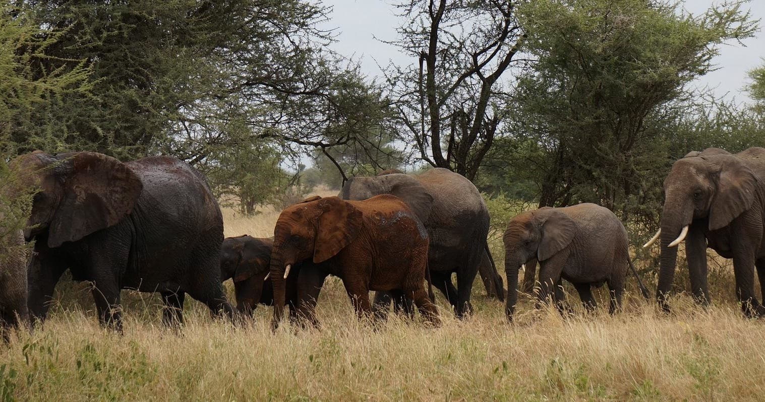 Big Buck Safari in Tanzania’s Kilimanjaro Region