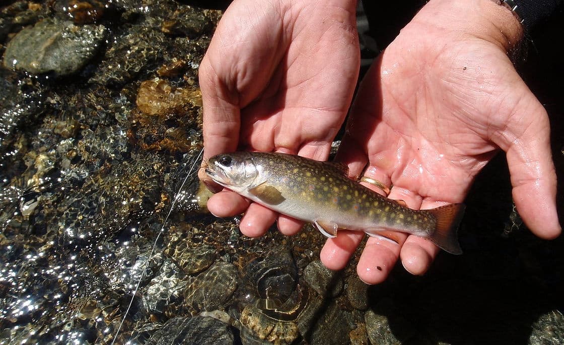 Hands holding brook trout over rocky stream during catch-and-release