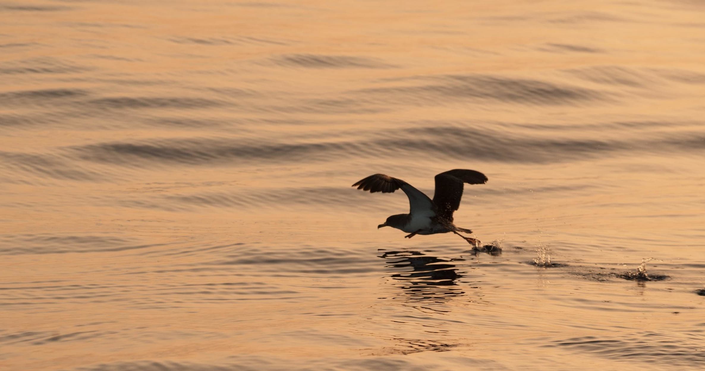 Seabird skimming golden sea at sunset over open ocean