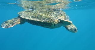 Stand Up Paddleboarding at Polo Beach, Wailea-Makena
