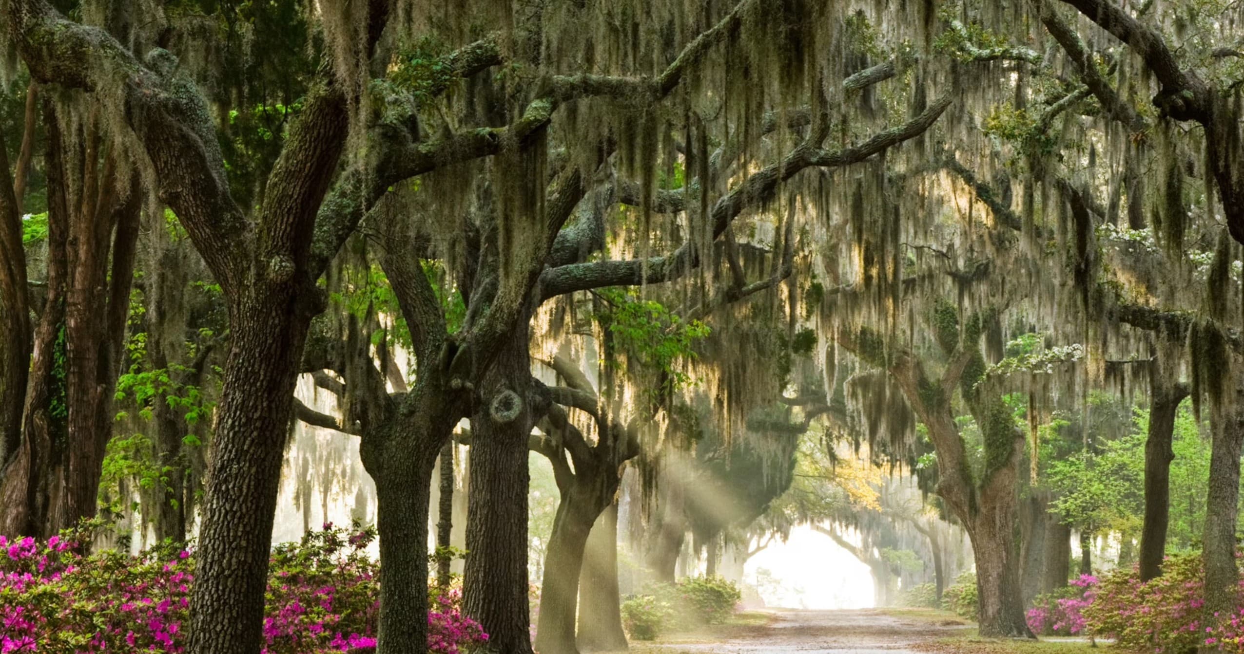 Land-adventures in Savannah with Silver Oak Transportation