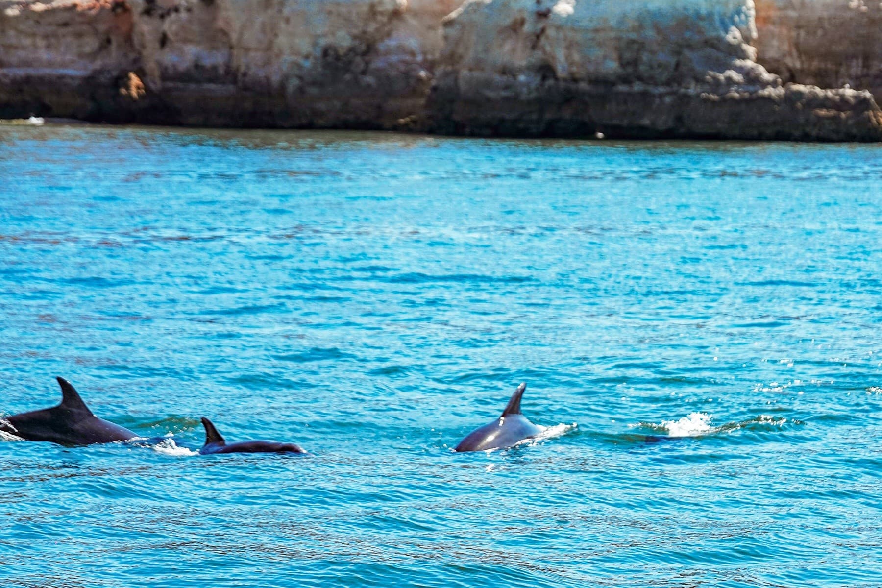 Private Spanish RIB Tour to Benagil Grottos from Portimão photo 3