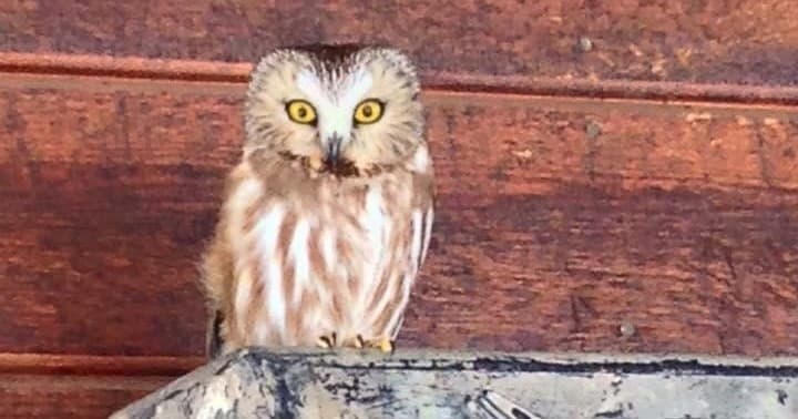 Hiking & Raptor Encounters with Hole Hiking Experience in Jackson