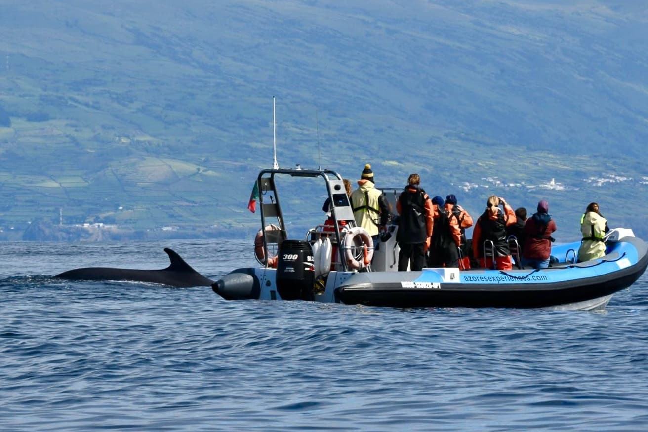 Whale & Dolphin Watching with Azores Experiences in Horta