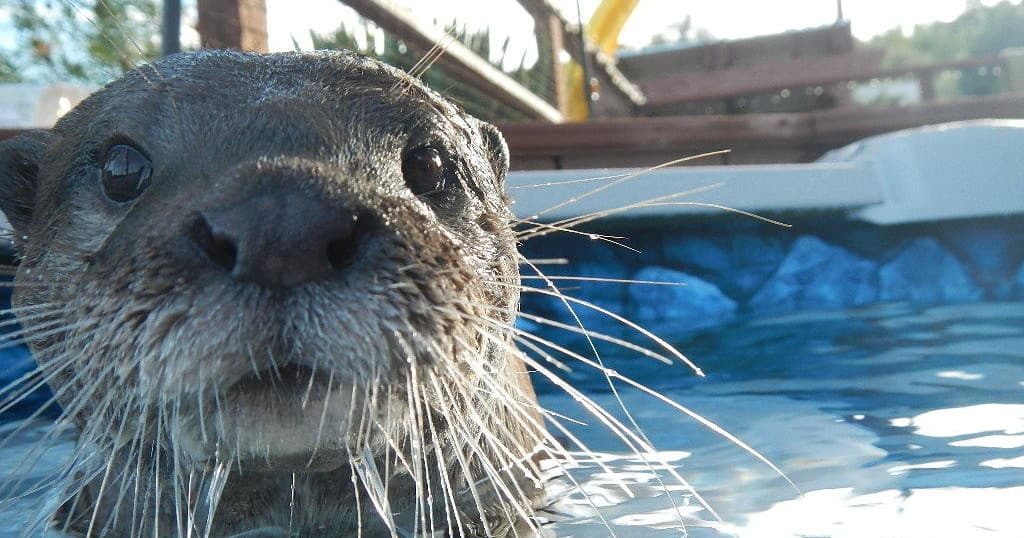River otter peeking from pool water at edge, whiskers visible