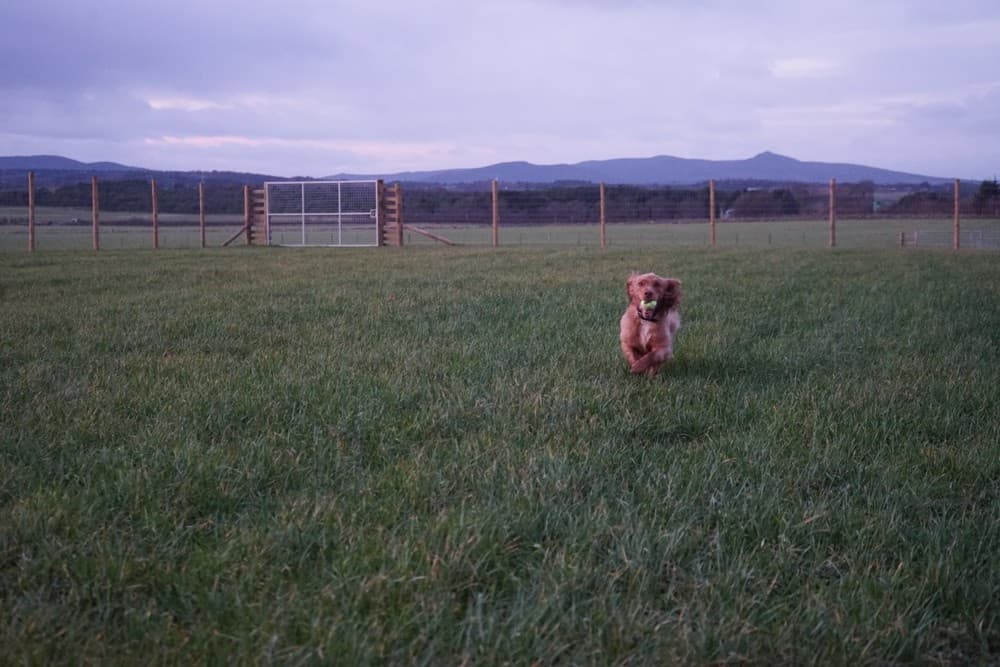Dog sprinting across grassy farm field with distant hills at dusk