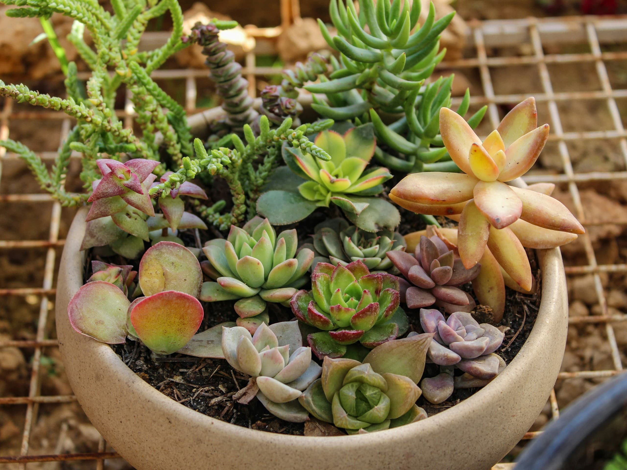 Create Your Own Succulent Garden at Lavender Hill Farm in Boyne City photo 3